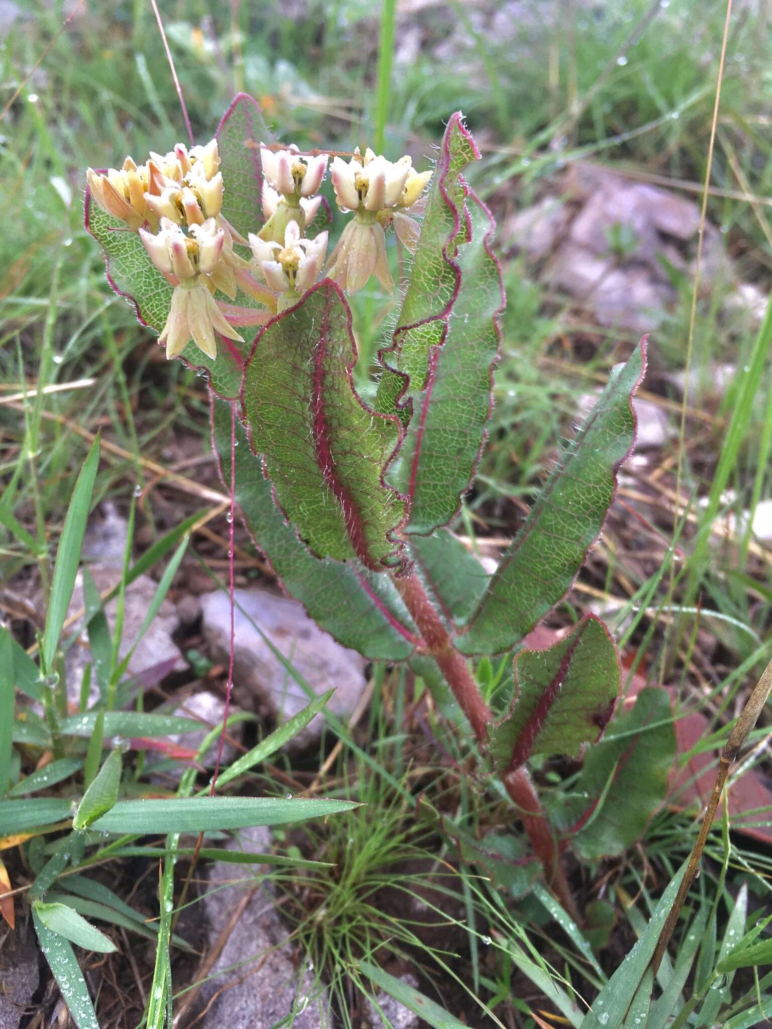 Asclepias jaliscana Robinson的圖片