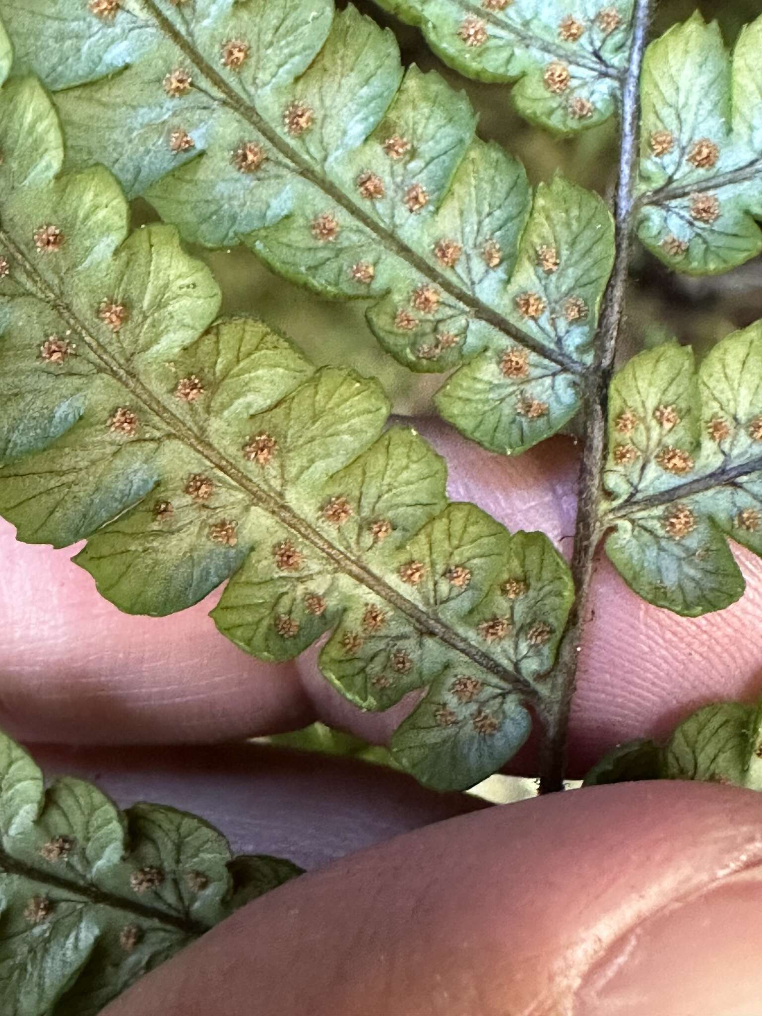 Image of Dryopteris lepidopoda Hayata