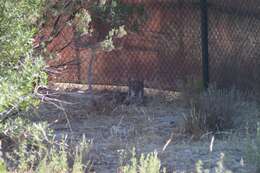 Image of Iberian lynx