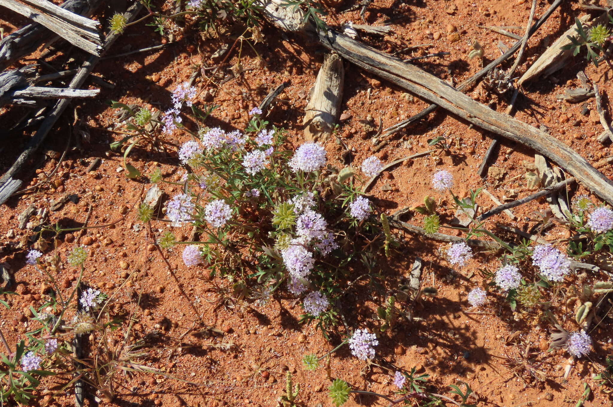 Imagem de Trachymene cyanantha Boyland