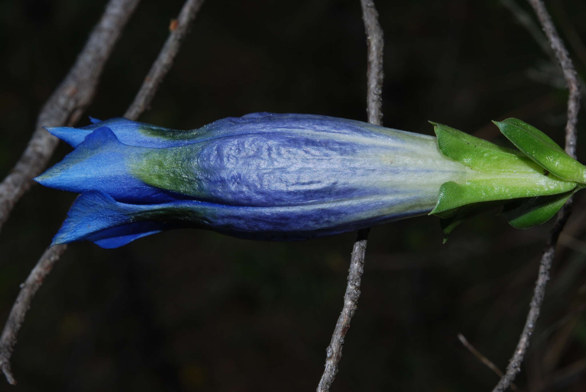 Gentiana ligustica R. de Vilmorin & Chopinet的圖片