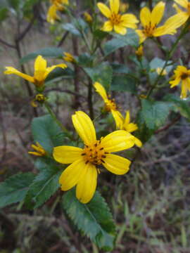 صورة Bidens hawaiensis A. Gray