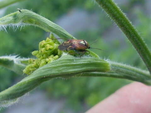 Image of alfalfa lygus