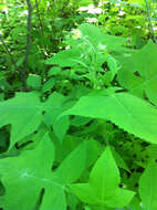 Image of whiteflower leafcup