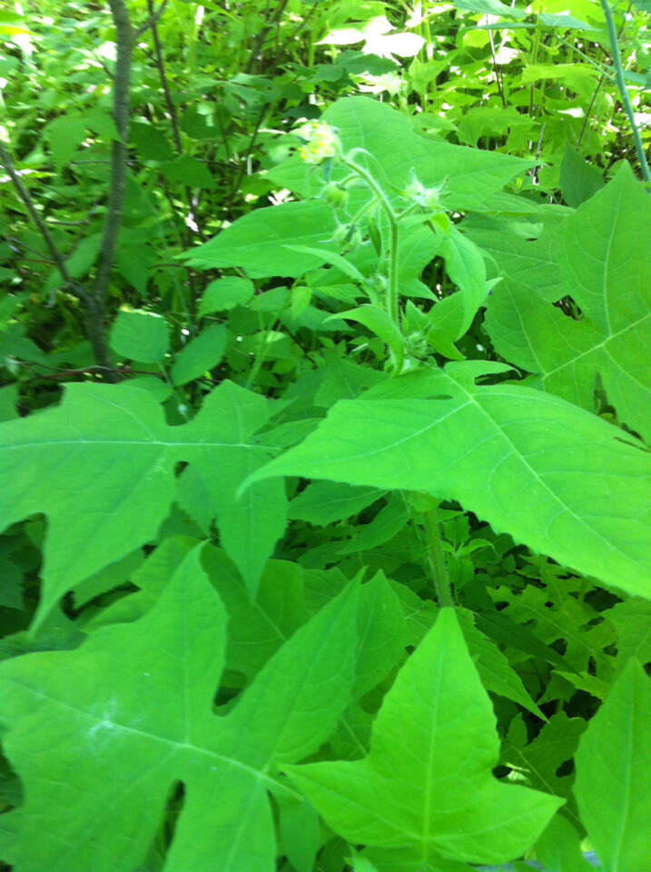 Image of whiteflower leafcup