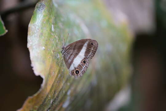 Imagem de Euptychoides albofasciata Hewitson 1869