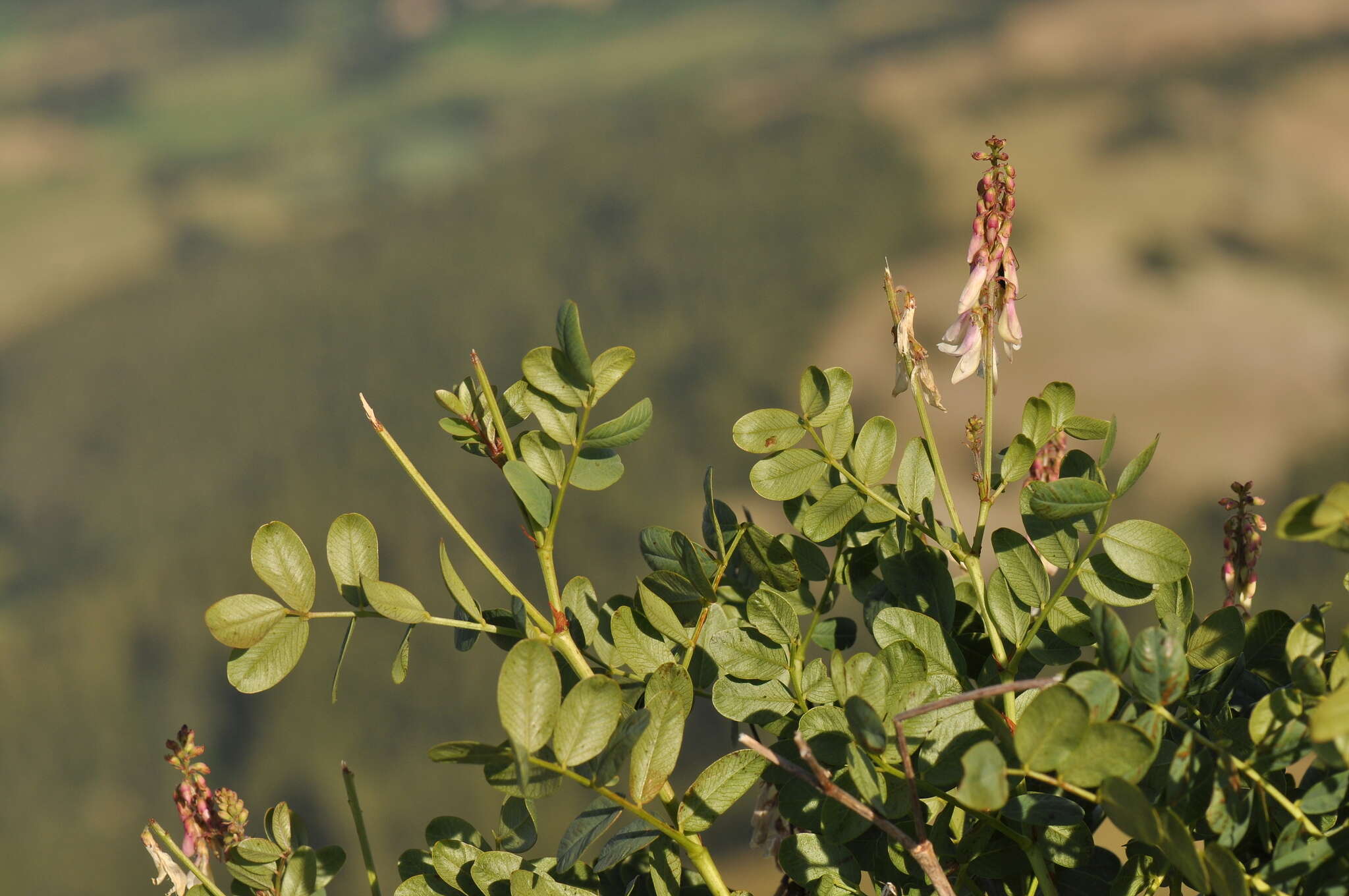 Plancia ëd Hedysarum boutignyanum (A. Camus) Alleiz.