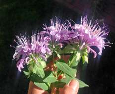 Image of Monarda fistulosa var. menthifolia (Graham) Fernald