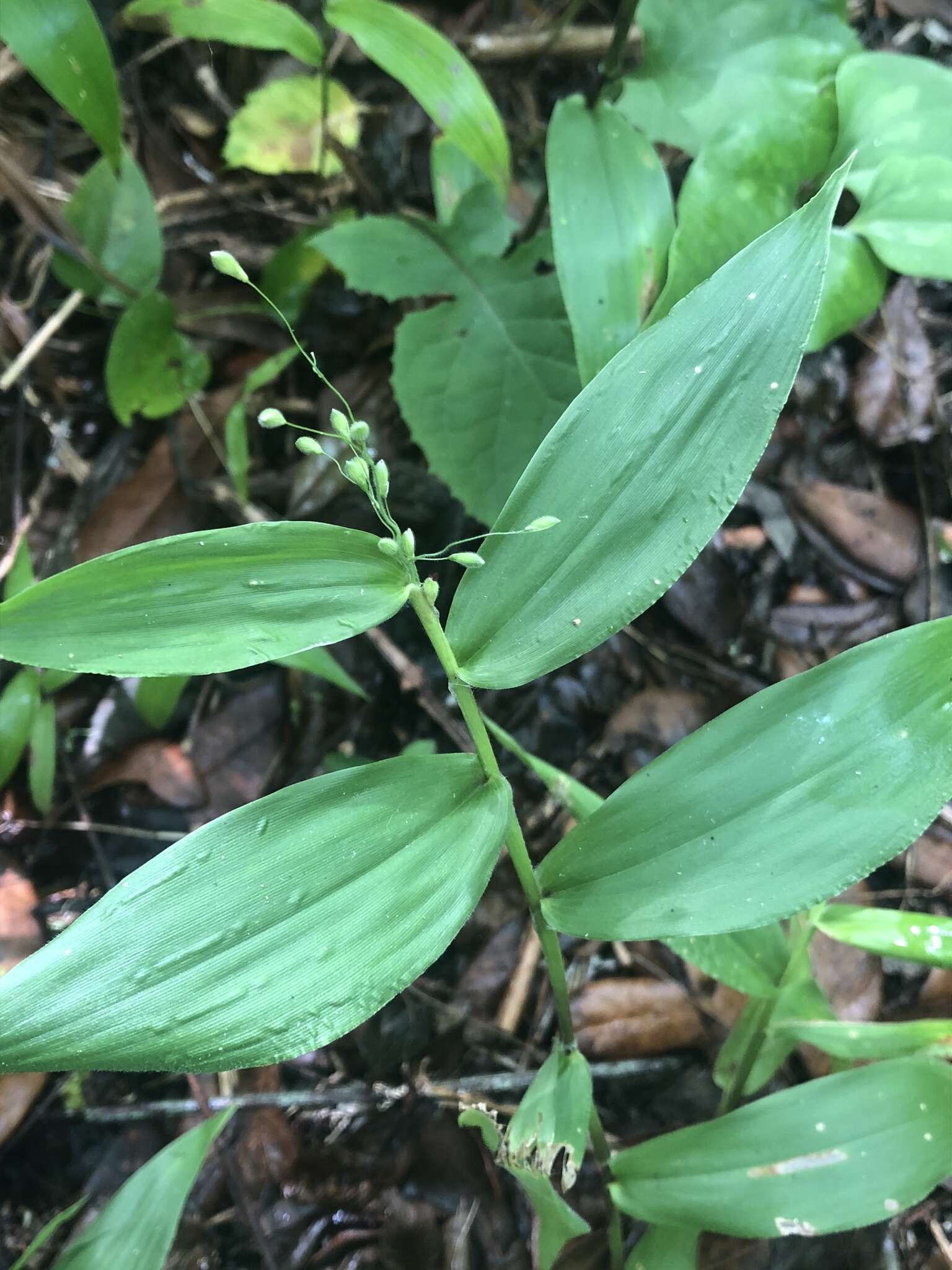 Panicum boscii Poir.的圖片