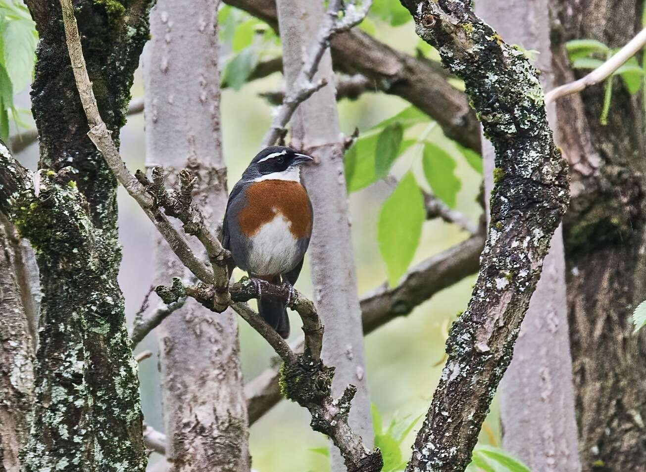 Image of Chestnut-breasted Mountain Finch