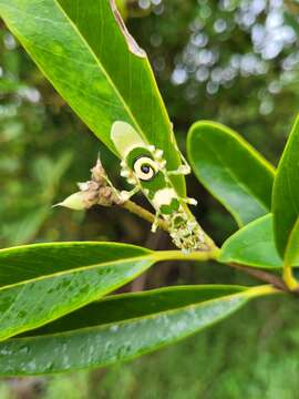 Image de Pseudocreobotra ocellata Beauvois 1805