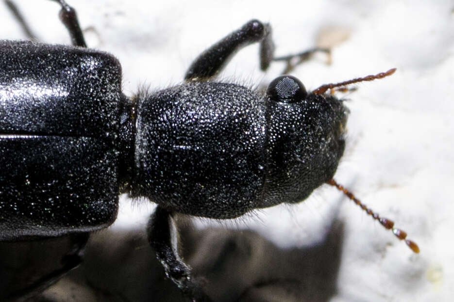 Image of Black Polycaon