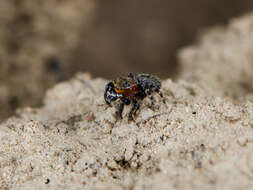 Image of Talavera petrensis (C. L. Koch 1837)