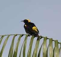 Image of Epaulet Oriole