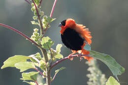 Image of Northern Red Bishop