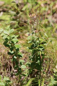 Image of Galium platygalium (Maxim.) Pobed.