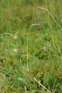 Image of meadow thistle