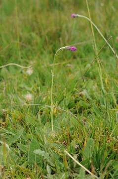 صورة Cirsium dissectum (L.) Hill