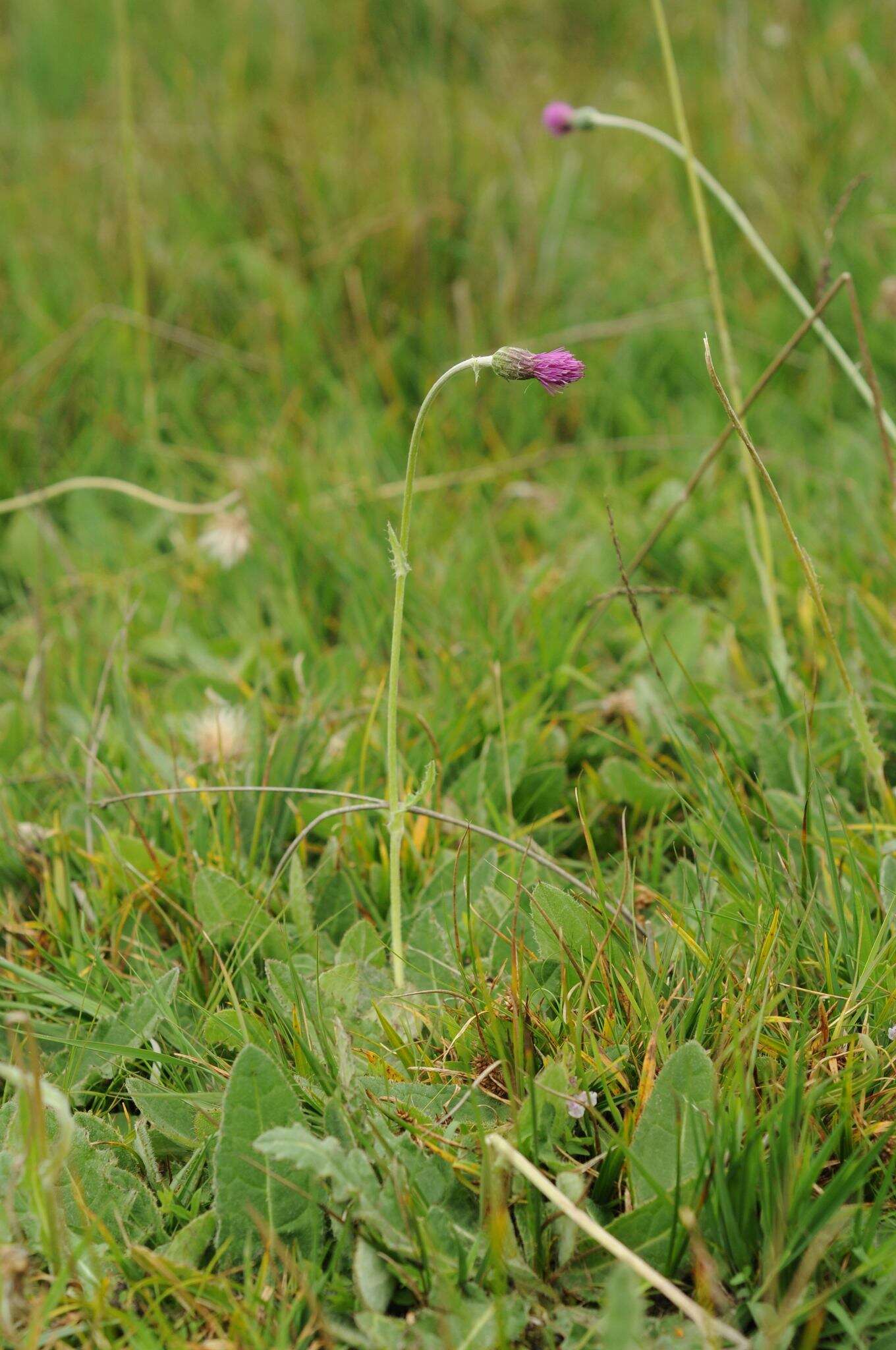 Imagem de Cirsium dissectum (L.) Hill