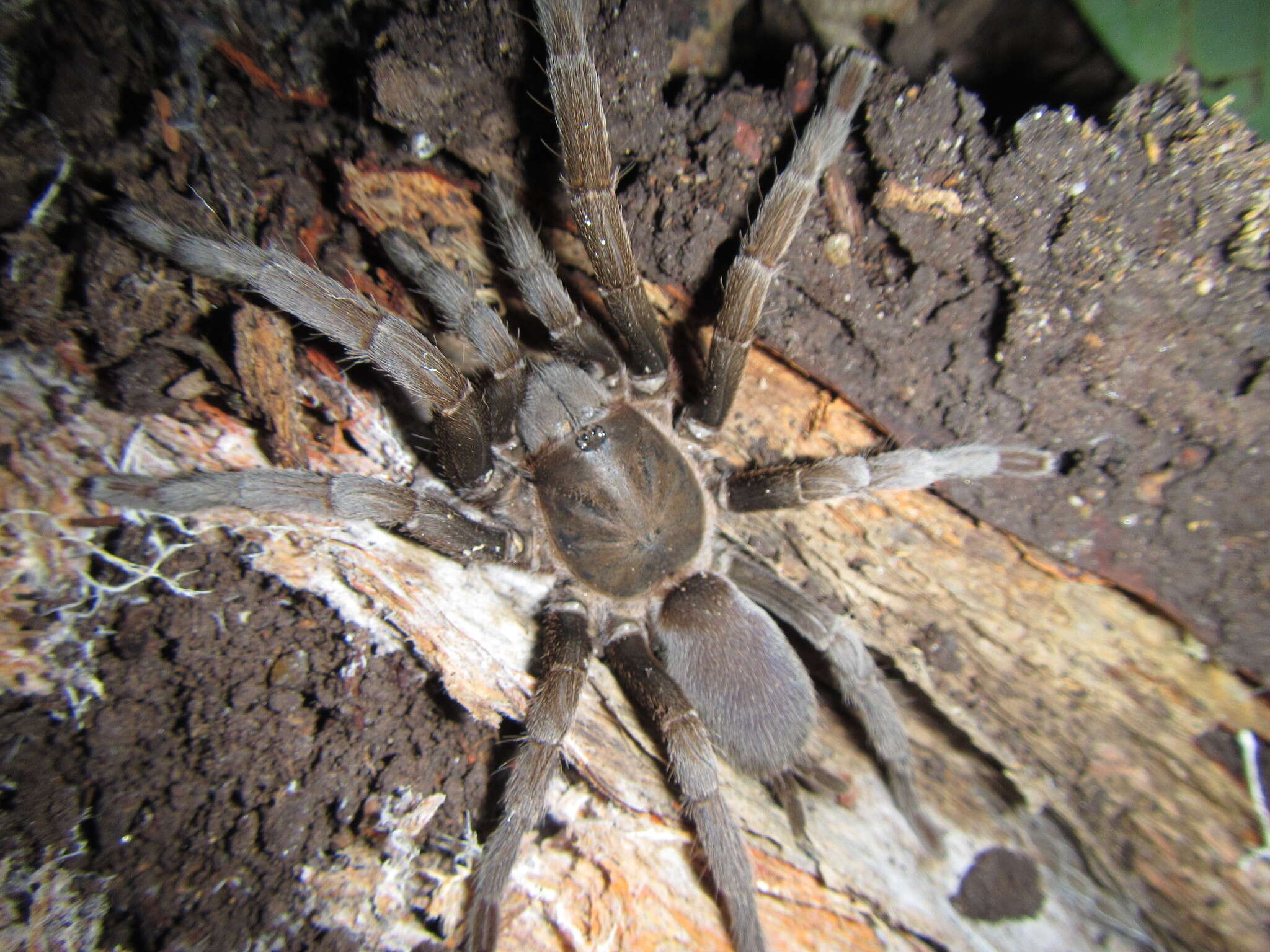 Image of Coremiocnemis tropix Raven 2005