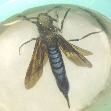 Image of <i>Tremex magus</i>