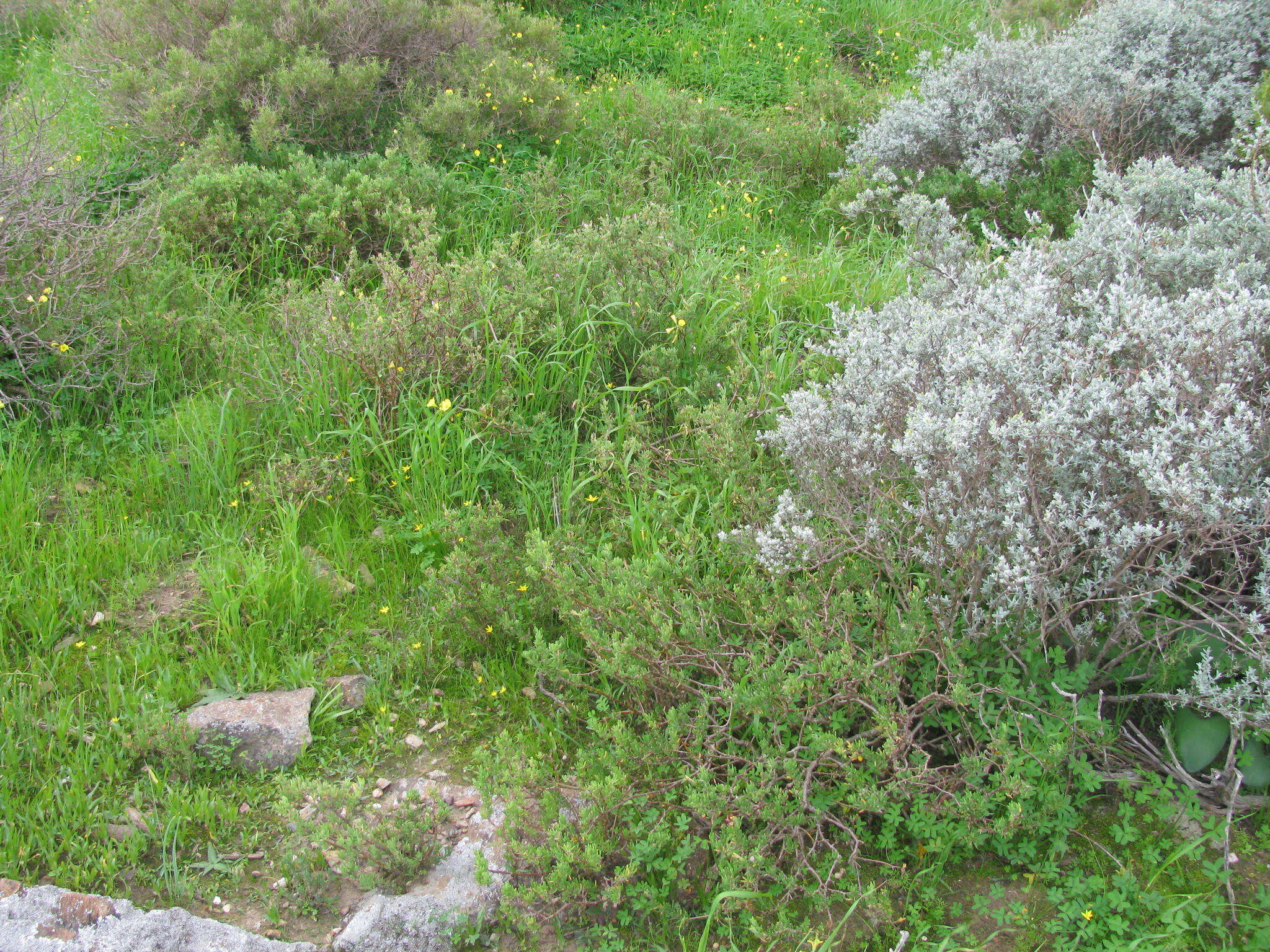 Image of Delosperma pageanum (L. Bol.) Schwant.