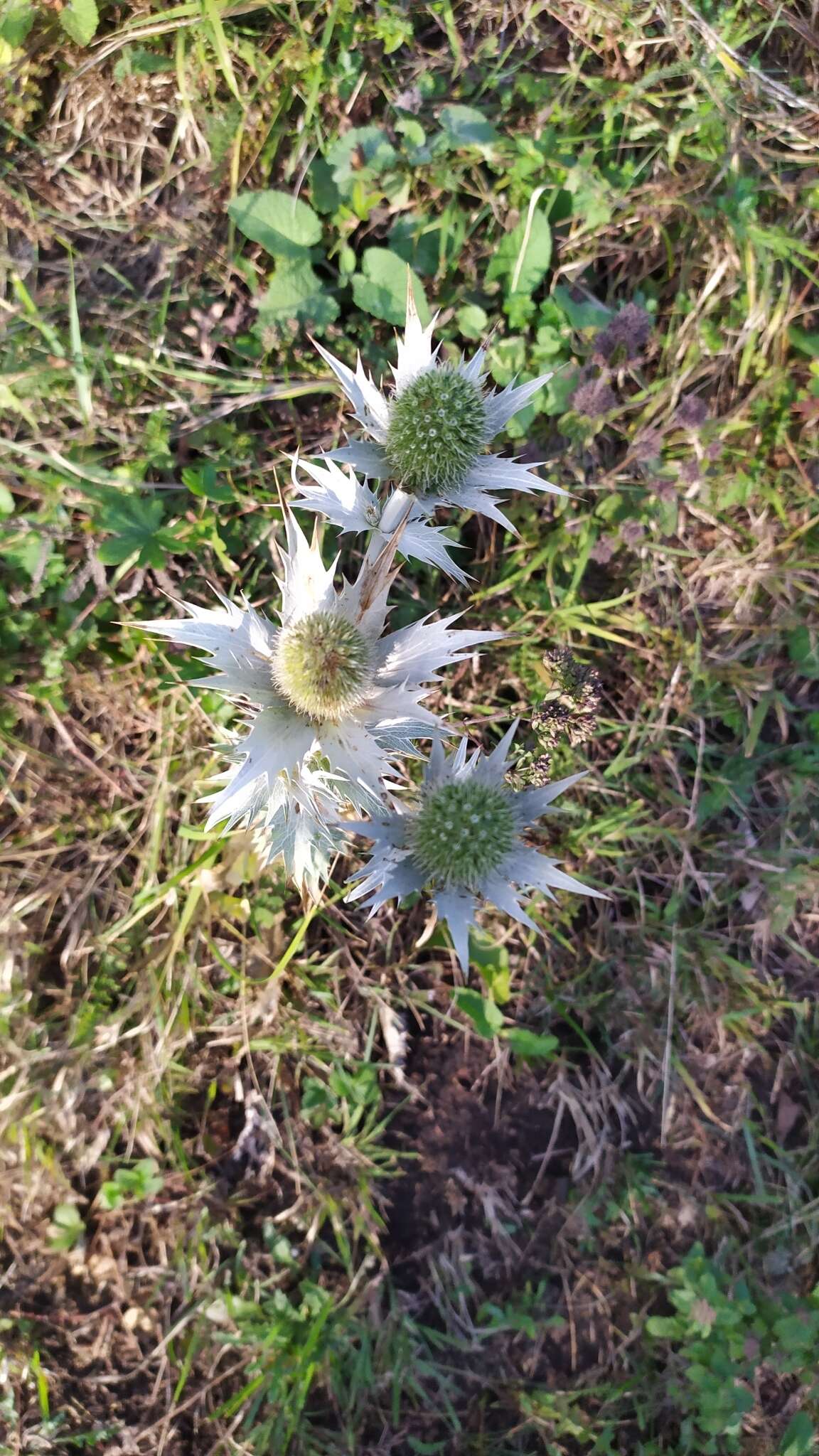 Imagem de Eryngium giganteum M. Bieb.