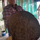 Image of Short-tailed river stingray