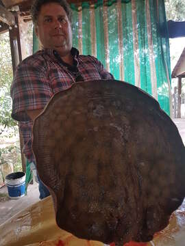 Image of Short-tailed river stingray