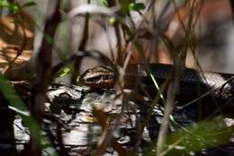 Image of Red-throated Cool-skink