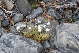 Imagem de Stellaria fischeriana Ser.