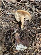 Image of Clitocybe albirhiza H. E. Bigelow & A. H. Sm. 1963