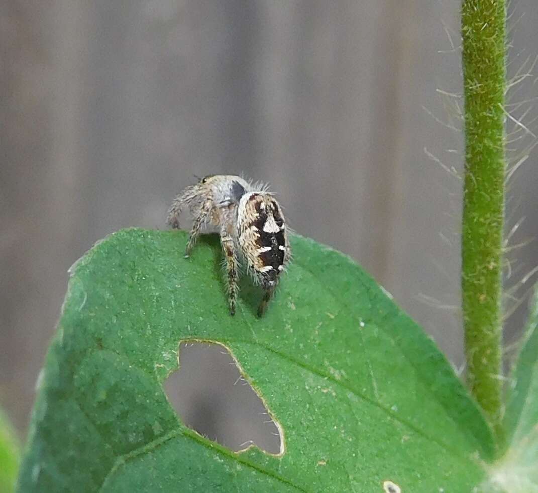 Imagem de Phidippus carolinensis Peckham & Peckham 1909