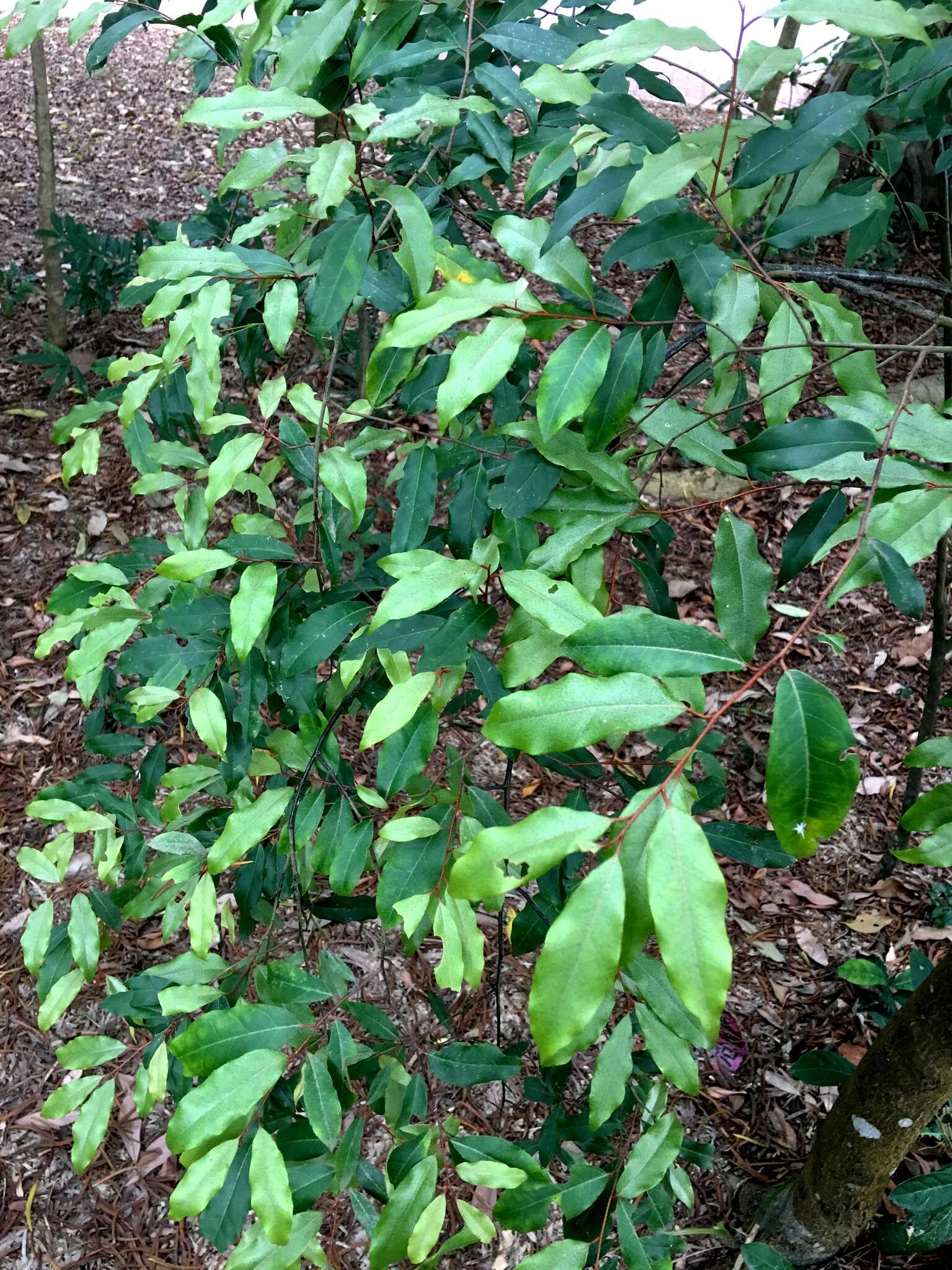 Image of Elaeagnus loureiroi Champ. ex Benth.