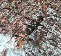 Image of Neoclytus cacicus (Chevrolat 1860)