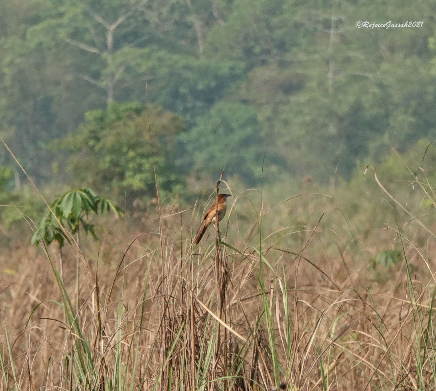 Image of Slender-billed Babbler