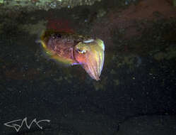 Image of Reaper cuttlefish