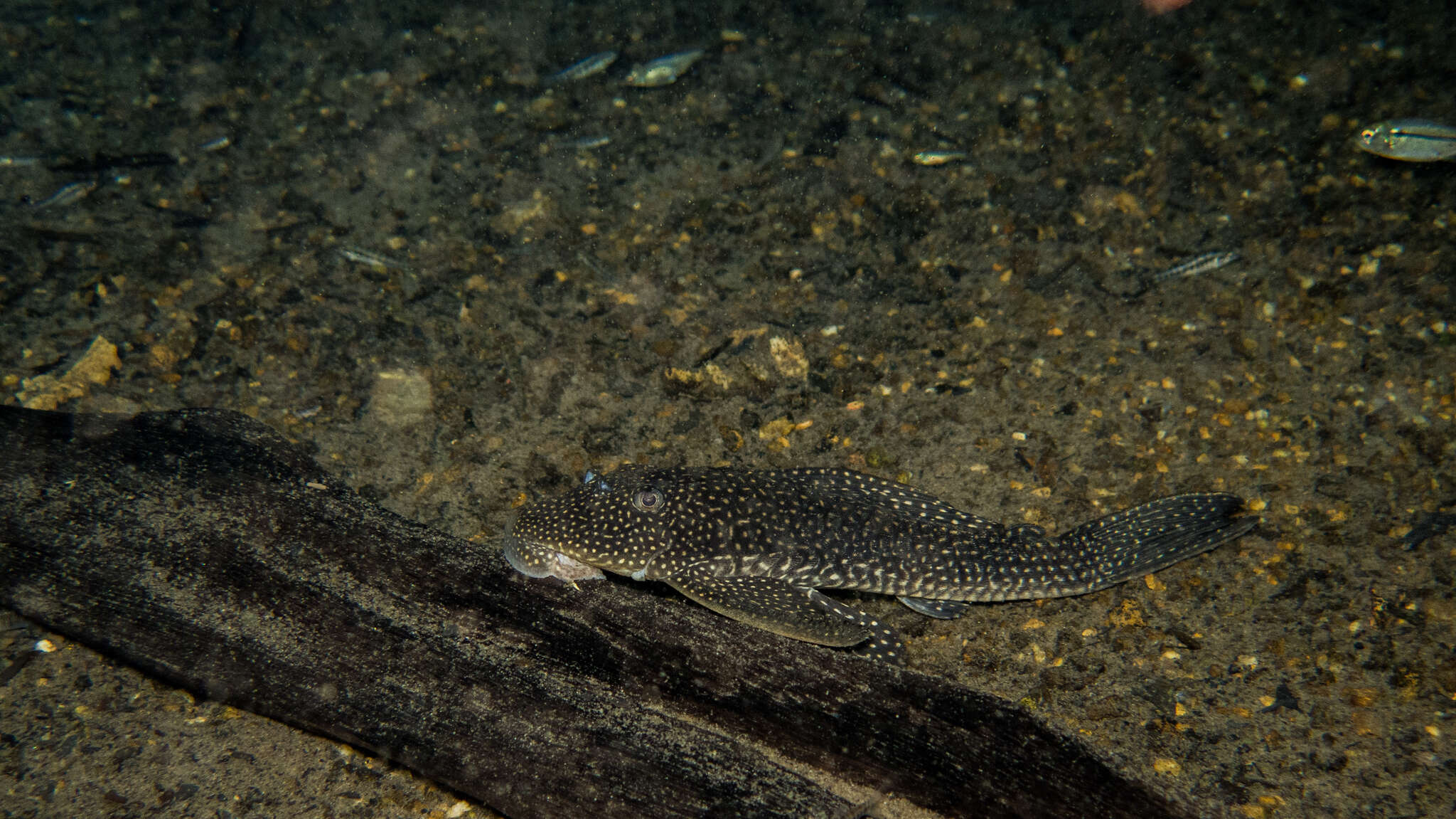 Image of Hypostomus delimai Zawadzki, de Oliveira & Debona 2013