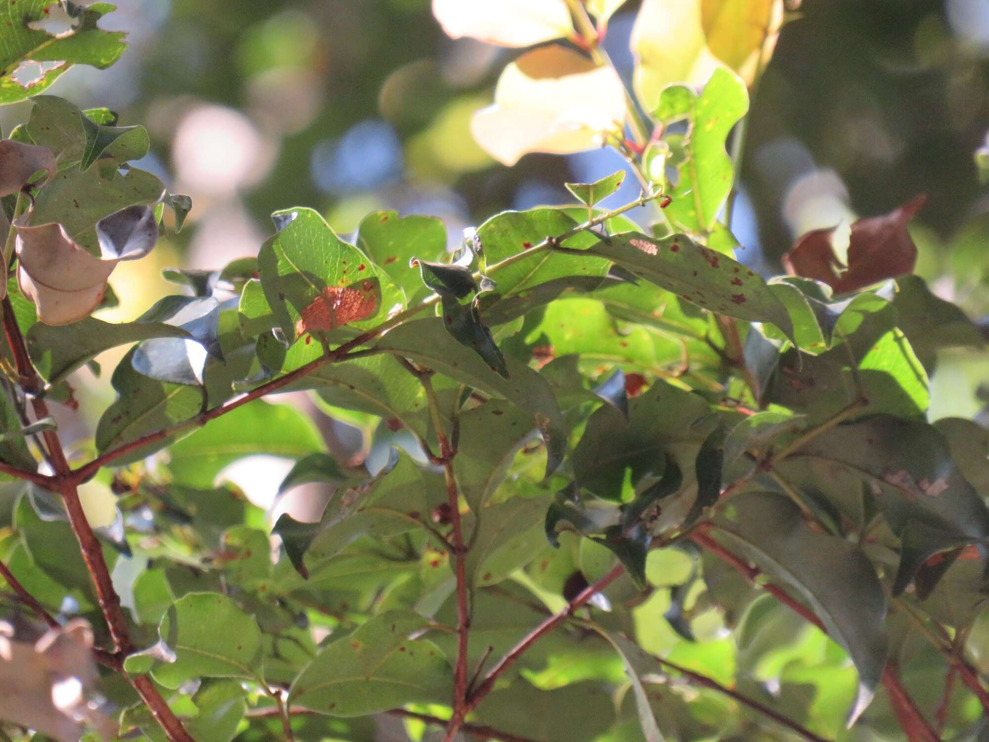 Imagem de Syzygium gerrardii (Harv. ex Hook. fil.) Burtt-Davy