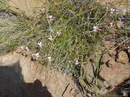 Image of Pelargonium multicaule subsp. multicaule