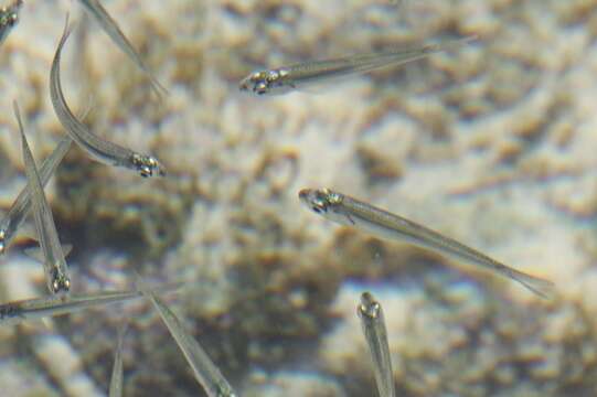 Image of Bermuda anchovy