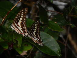 Graphium porthaon (Hewitson 1865)的圖片