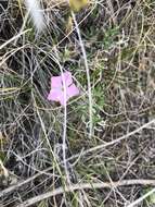 Image of alyssumleaf phlox