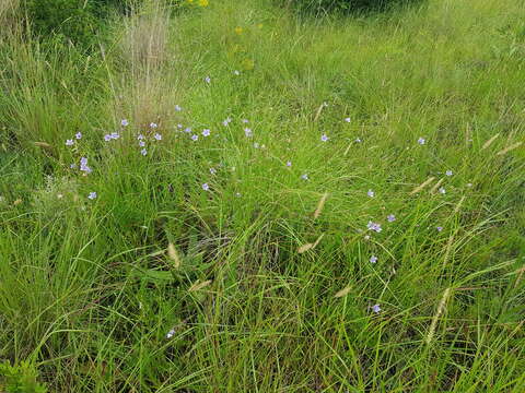 صورة Wahlenbergia undulata (L. fil.) A. DC.