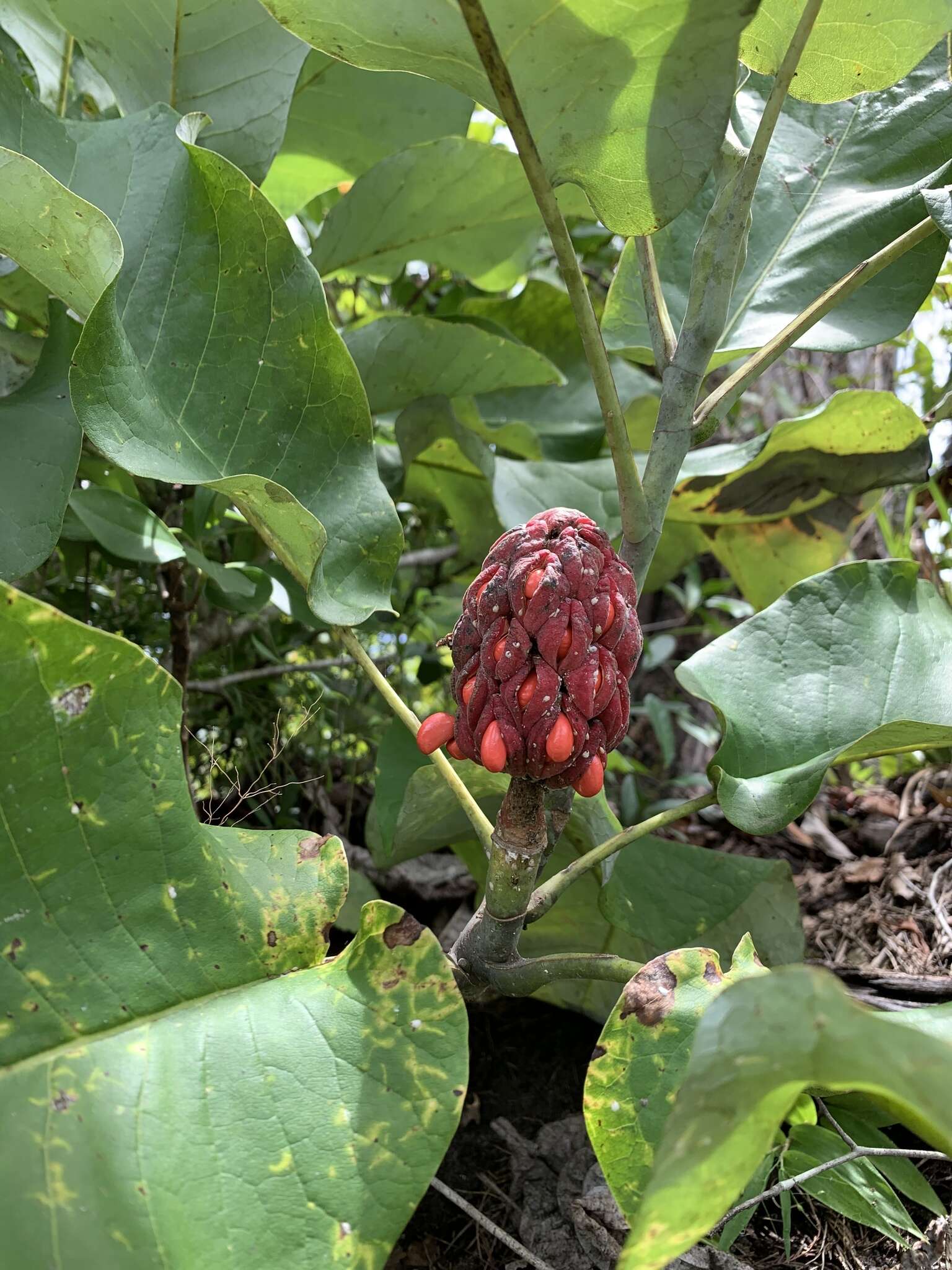 Image of Ashe's Magnolia