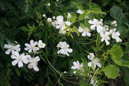 Imagem de Clematis hexapetala Pall.