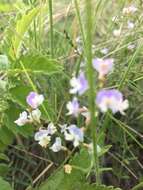 Image of Astragalus austriacus Jacq.