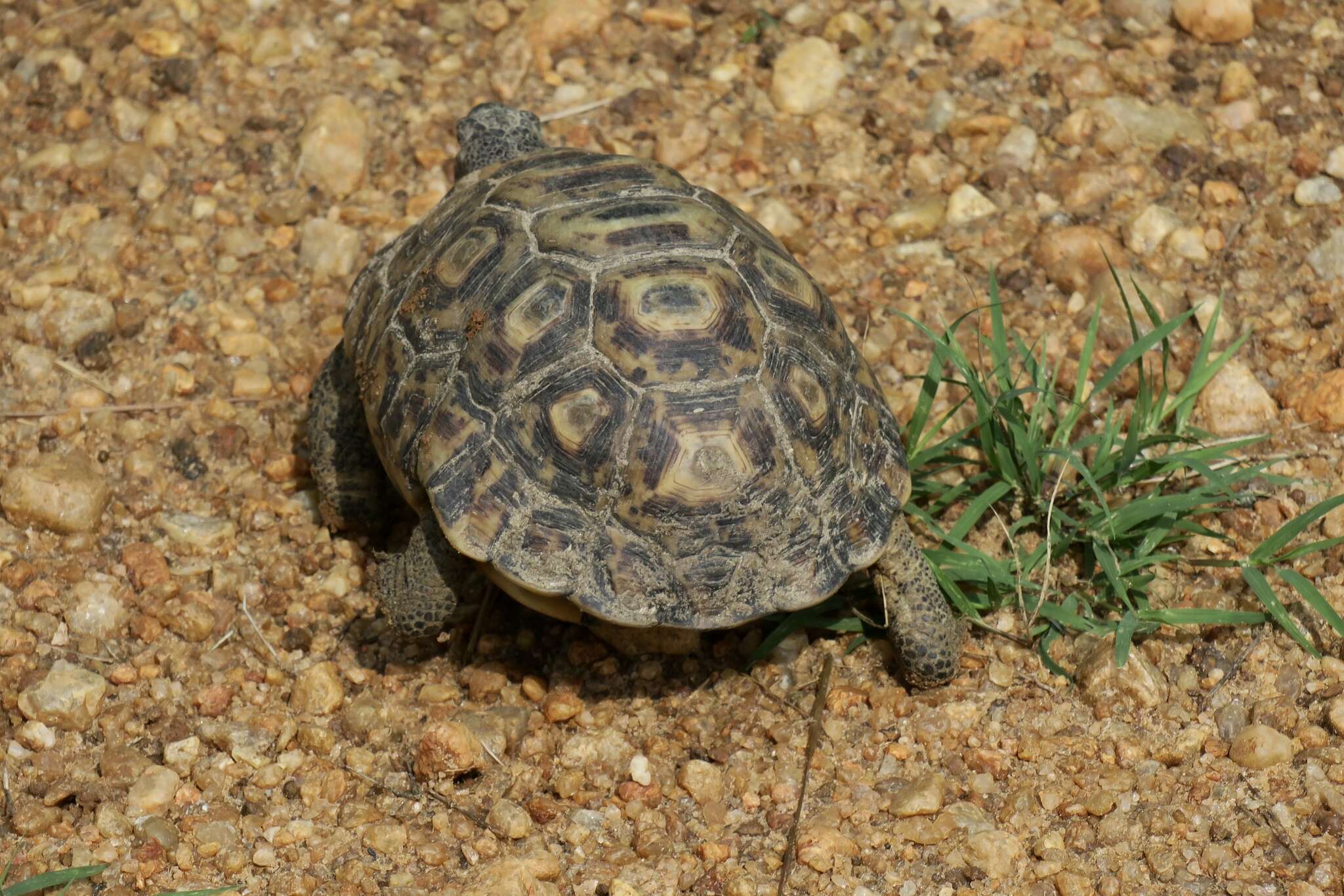 Image of Bell’s hinged tortoise