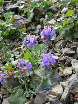 Image of Alpine toadflax