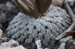 Image of Turbinicarpus pseudopectinatus (Backeb.) Glass & R. A. Foster